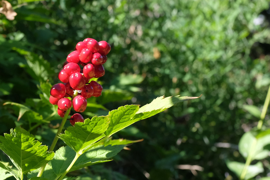 Red baneberries. They're poisonous and can be fatal if eaten.