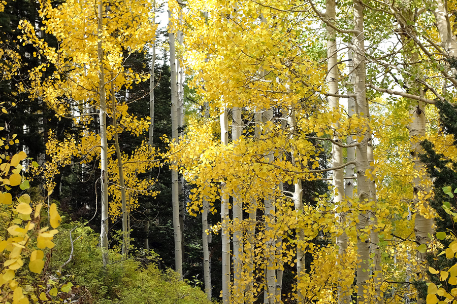 Fall aspens in the Utah mountains on the first preserve.