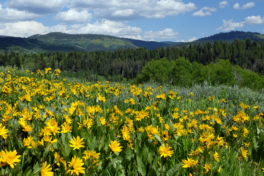 These flowers were amazing, and everywhere at about 7,000 feet in the Wyoming mountains.