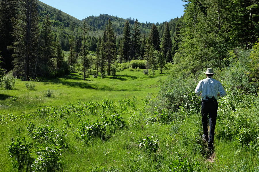 Lush green valley in the Wyoming mountains.