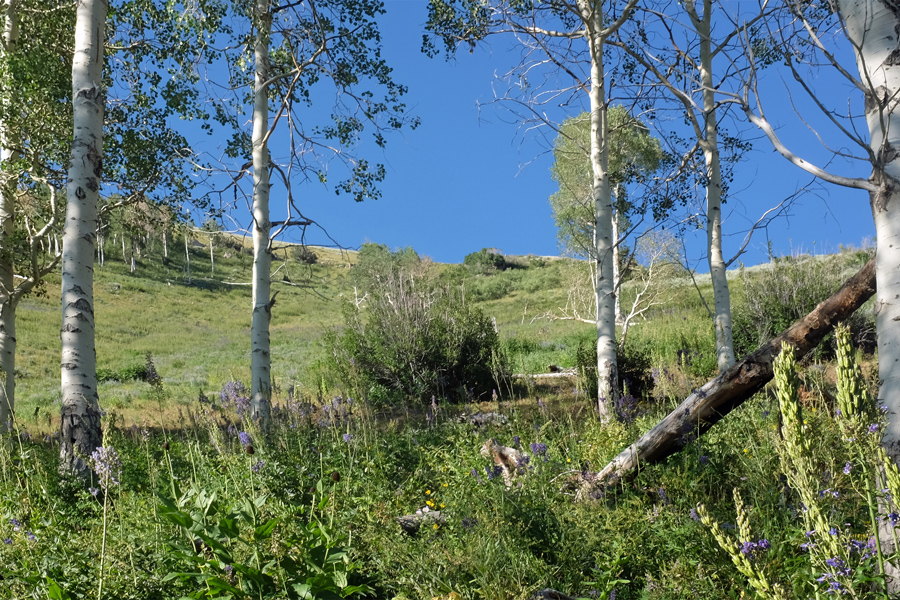 Looking up mountain gully in Utah on the first preserve.