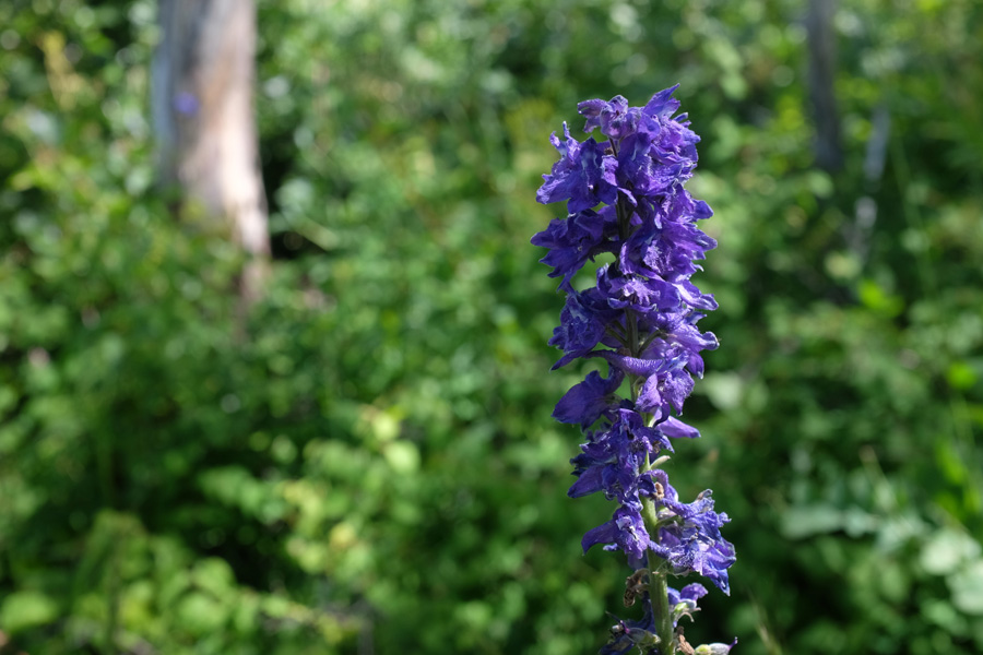 Purple blossoms on Utah mountain side.